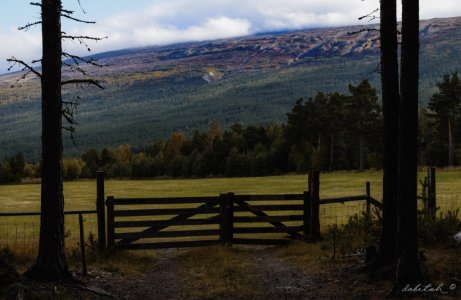 Over the fence photo