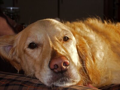Good big dog dear