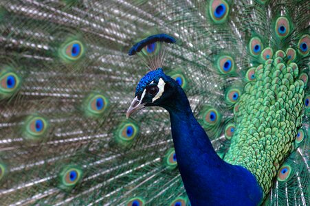 Plumage peacock feathers iridescent photo