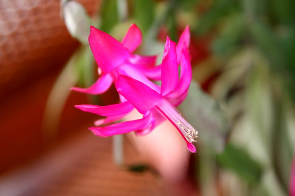 Flor de cactus