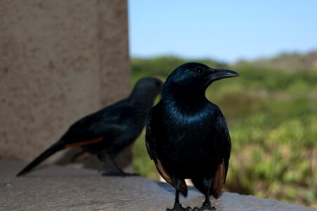 Wildlife outdoor animal