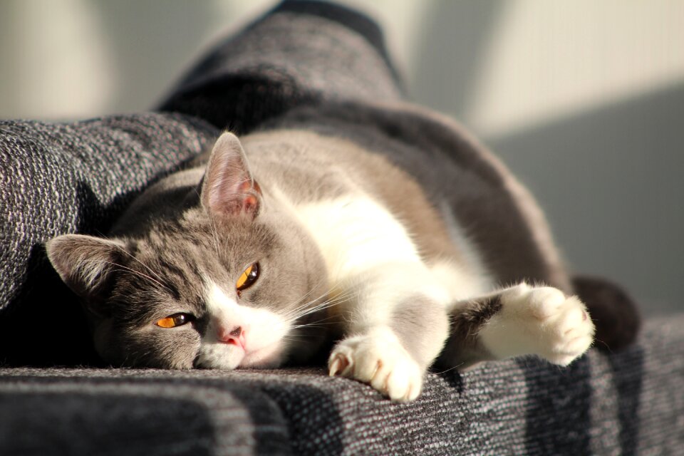 Cat mieze Free photos