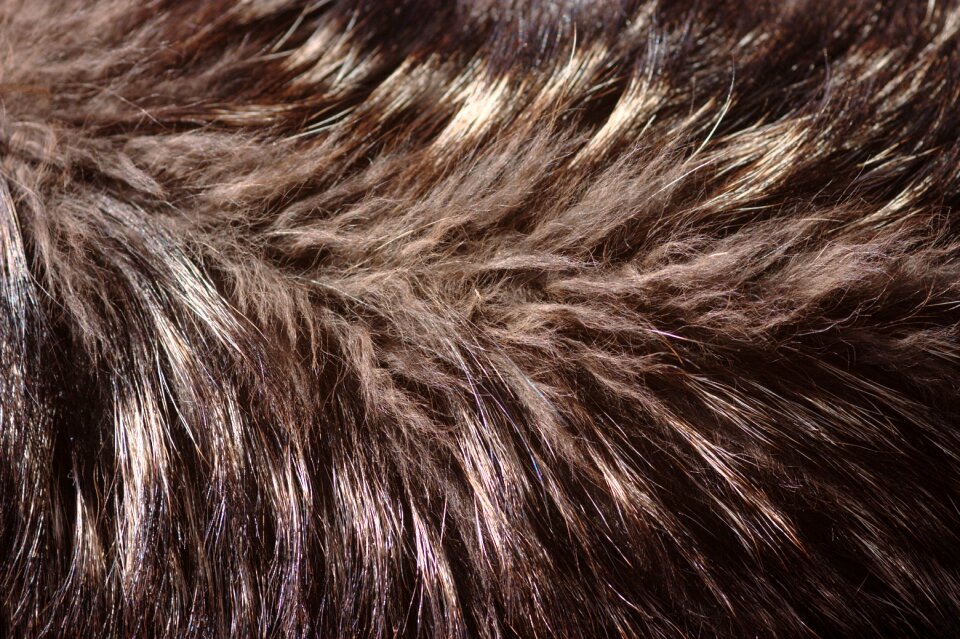 Wolf fur fur canis lupus