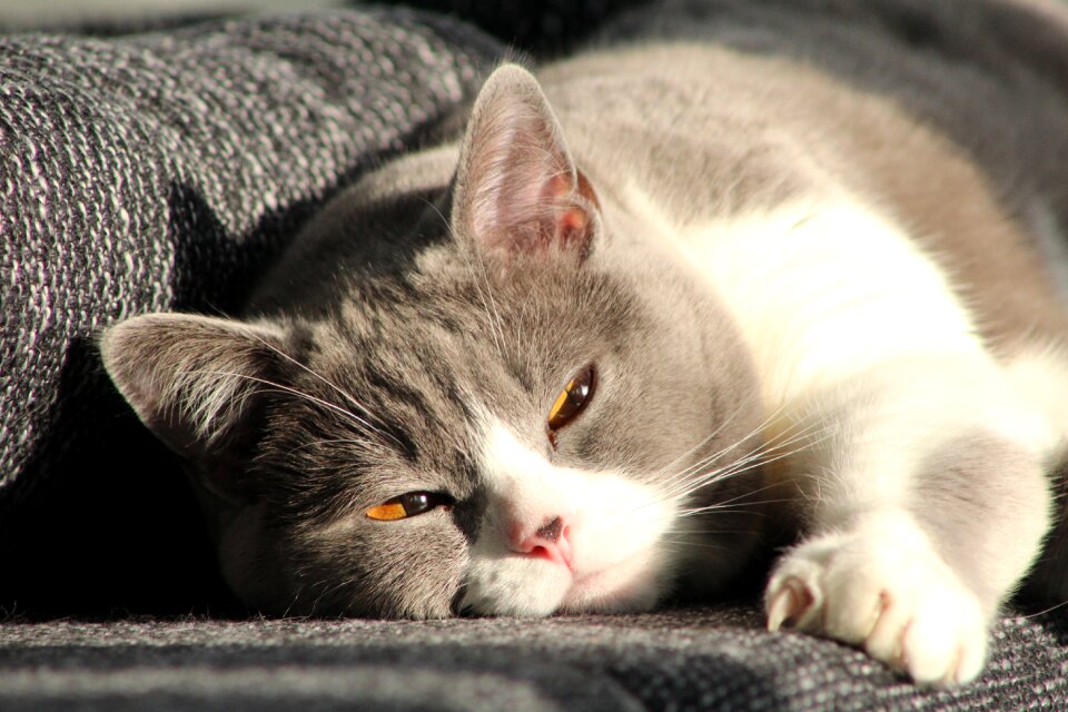 Cat mieze Free photos