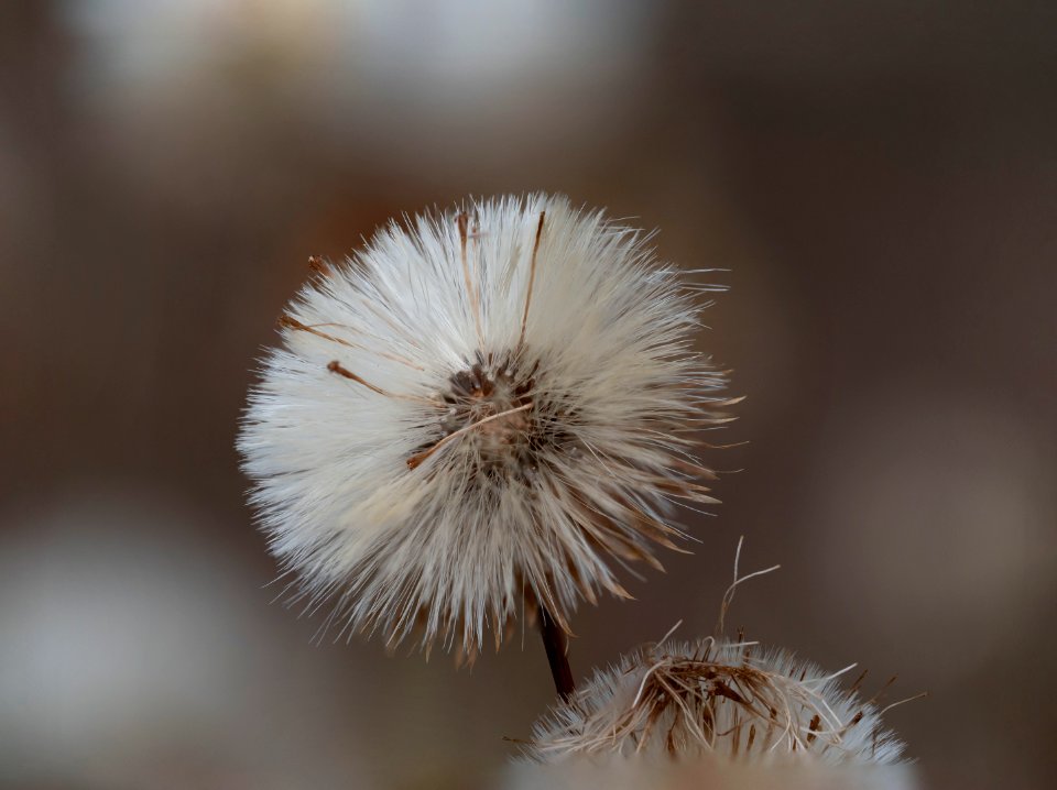 flor 2