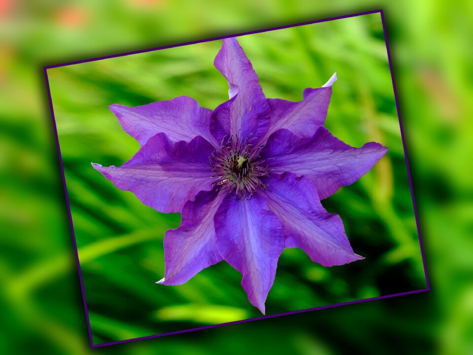 Clematis violet flowers