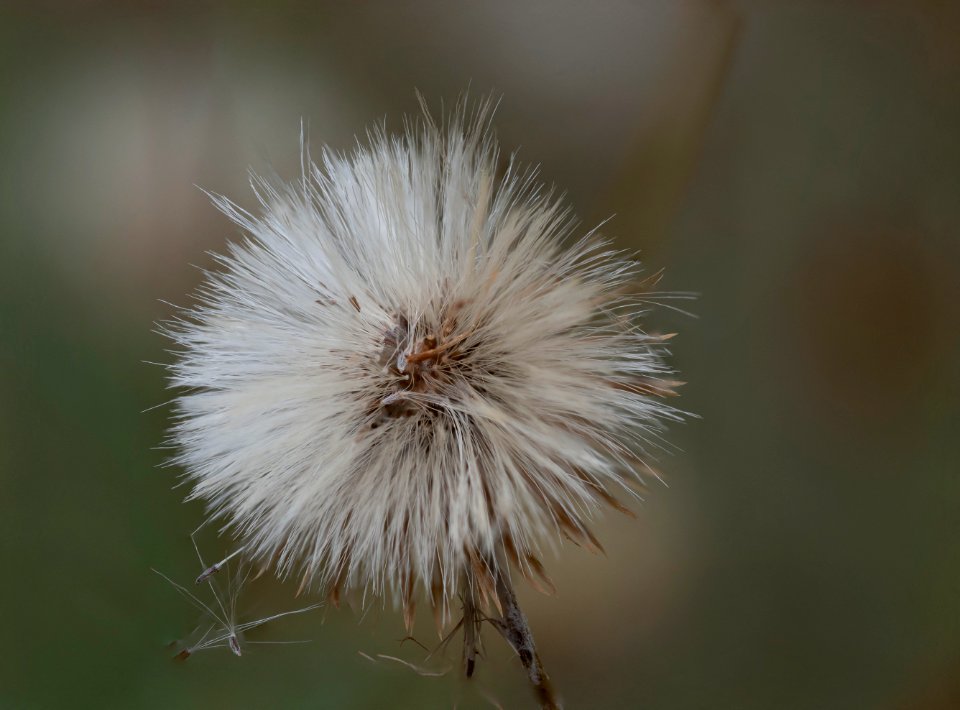 flor 1