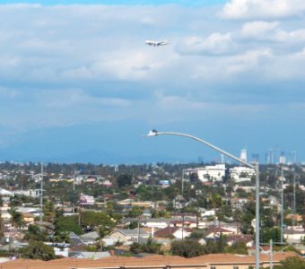 Birds and Inglewood