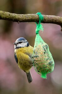 Blue tit fat balls garden