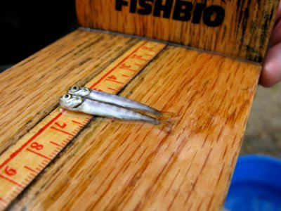 Chinook Fry