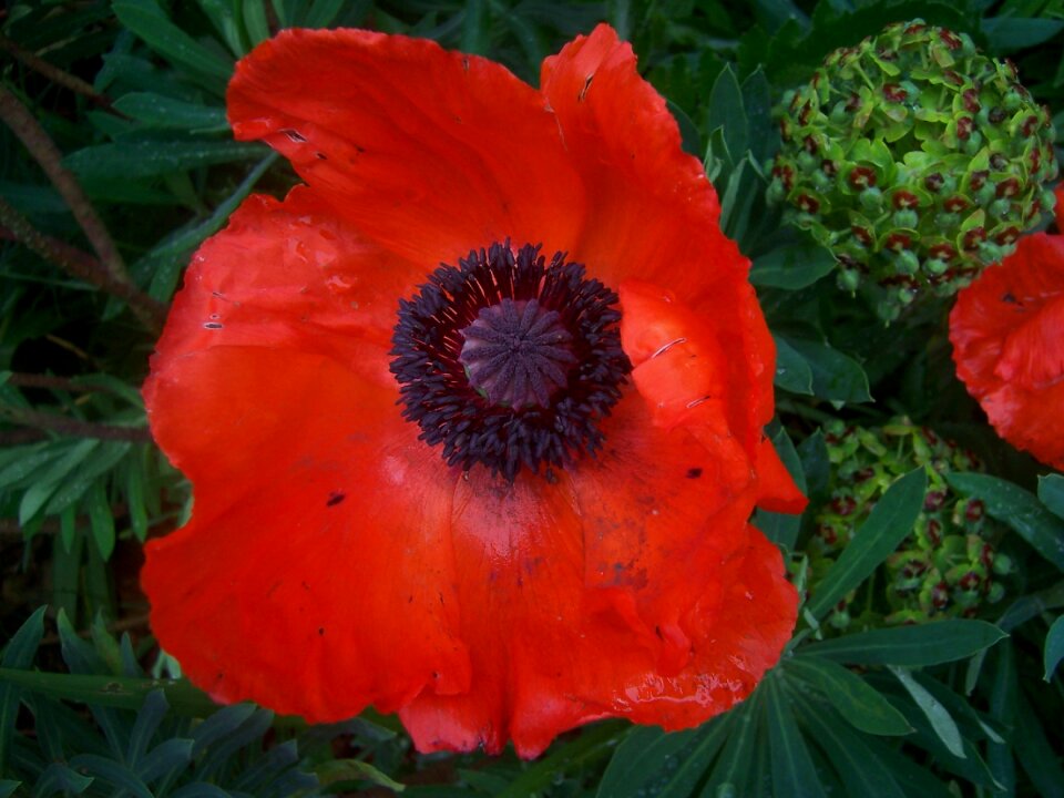 Poppy flower red