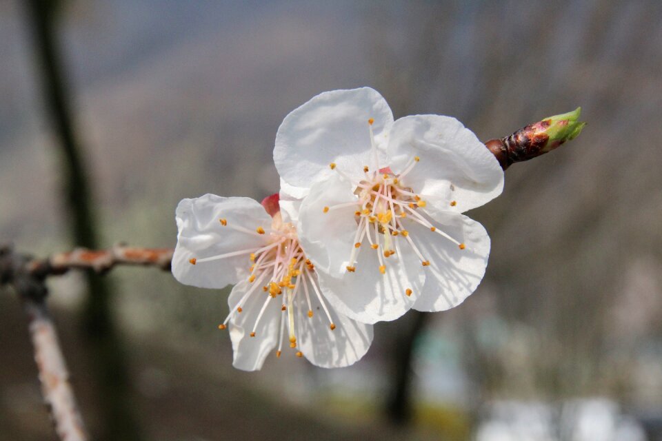 Nature pink flower tree