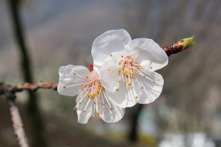 Nature pink flower tree
