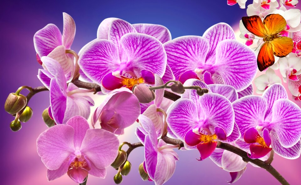 Orquidea nature spring