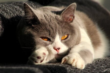 Cat mieze Free photos