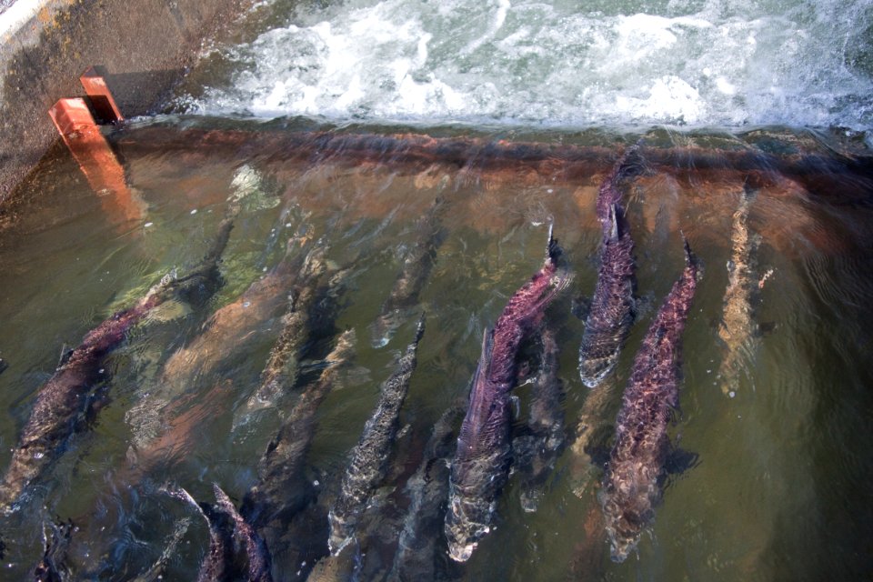 Nimbus Hatchery fish ladder