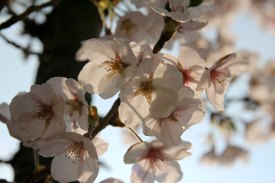 Nature pink flower tree