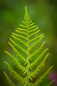 Photosynthesis leaves nature