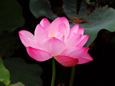 Lotus flower pink lotus photo
