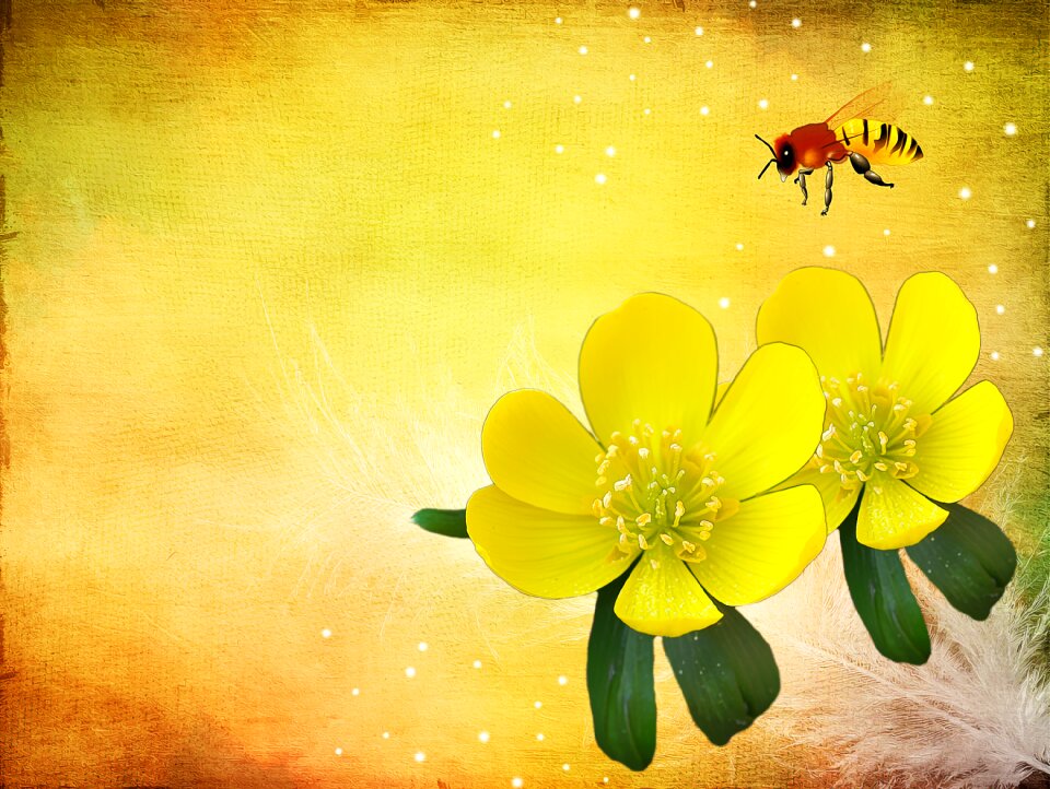 Flowers yellow plant