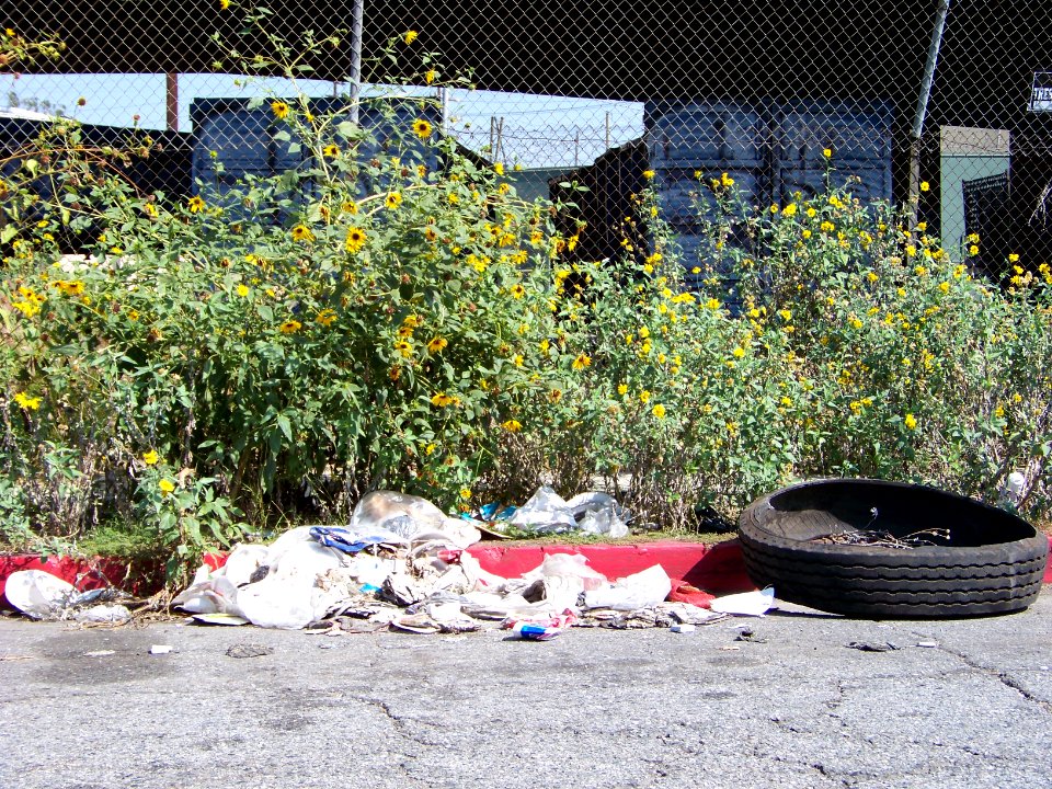 Los Angeles wild flowers