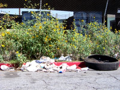 Los Angeles wild flowers photo