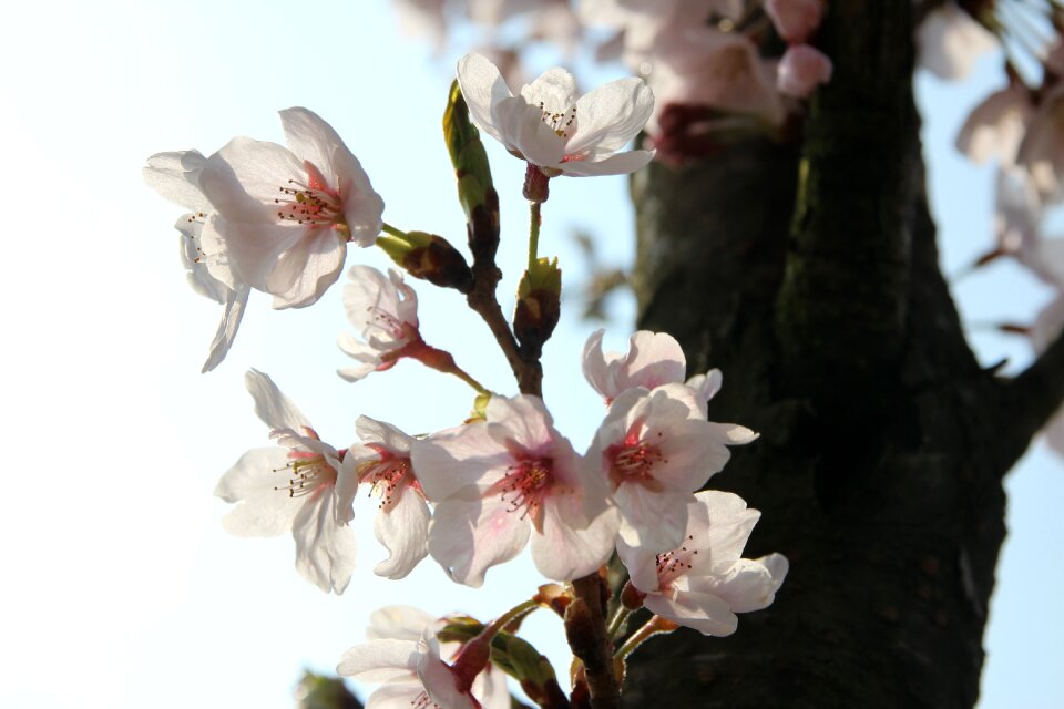 Nature pink flower tree