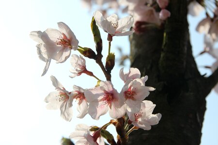 Nature pink flower tree