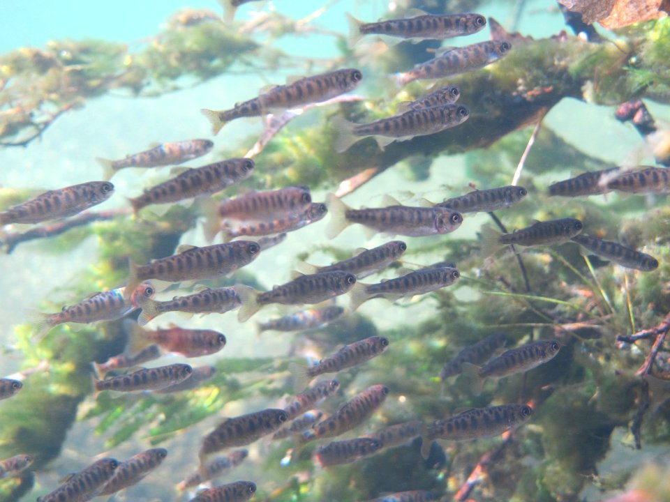 Chinook Salmon Fry