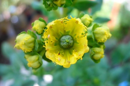 Απήγανος, Ruta graveolens photo