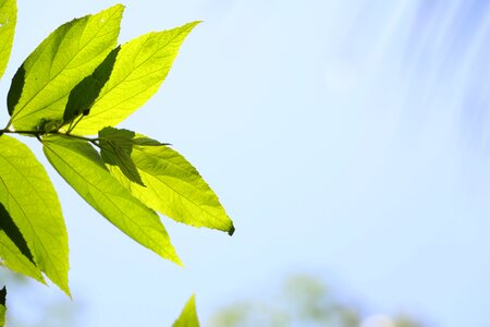 Leaf summer day photo