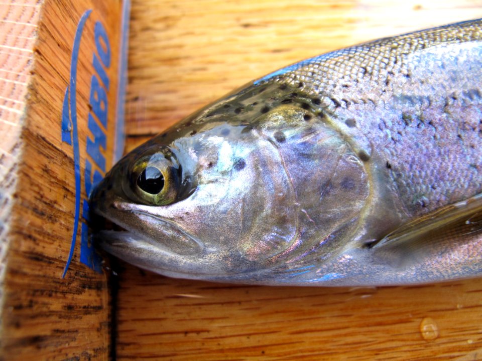 Oncorhynchus mykiss