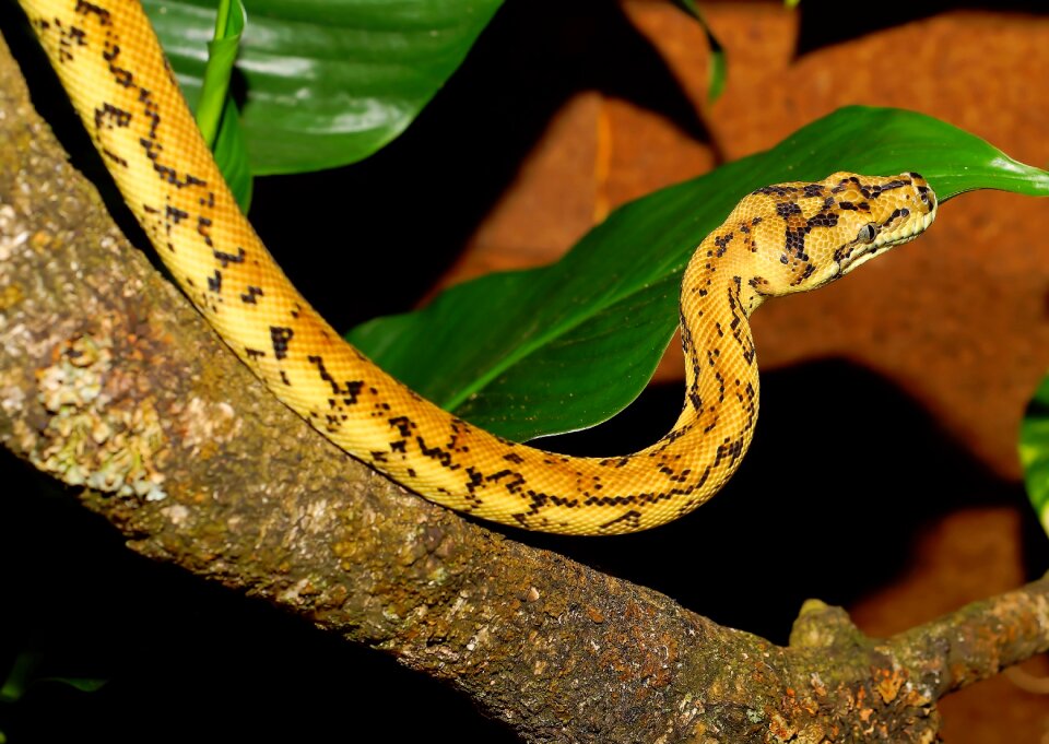 Constrictor reptile animal