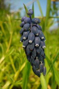 Muscari neglectum photo