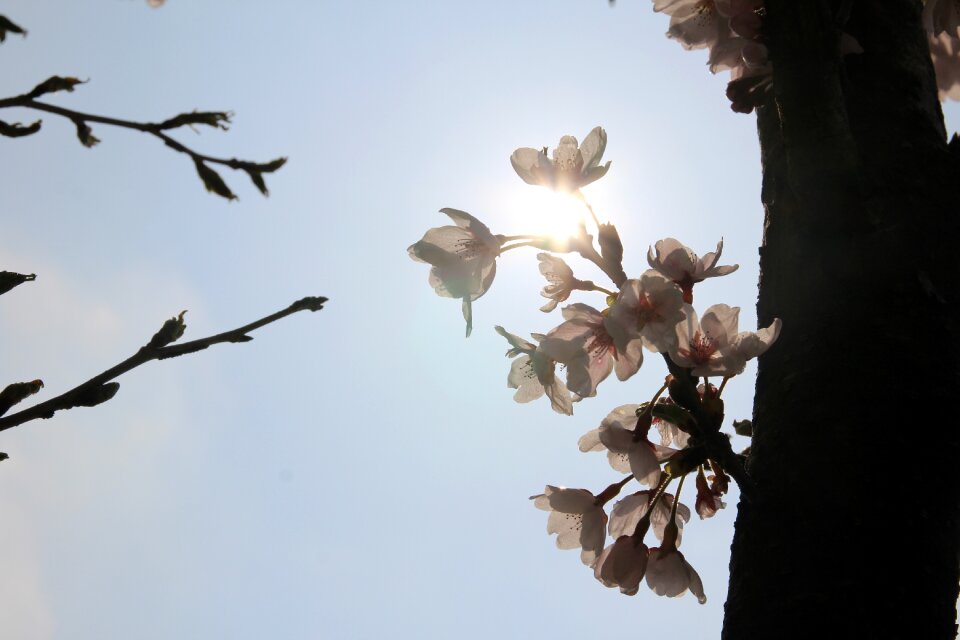Nature pink flower tree