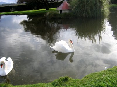 Cisnes en Villa Baviera