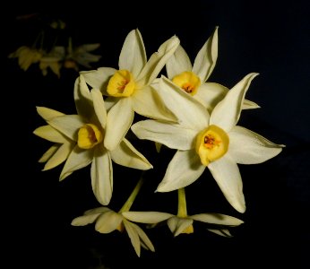 Narcissus, Μανουσάκια photo
