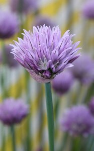 Chives spring purple photo