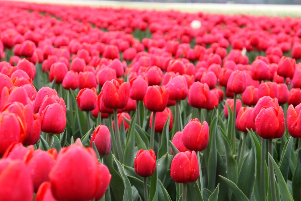 Spring red flowers