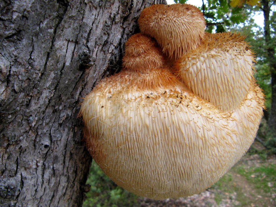 Αρνάκι, Hericium erinaceus