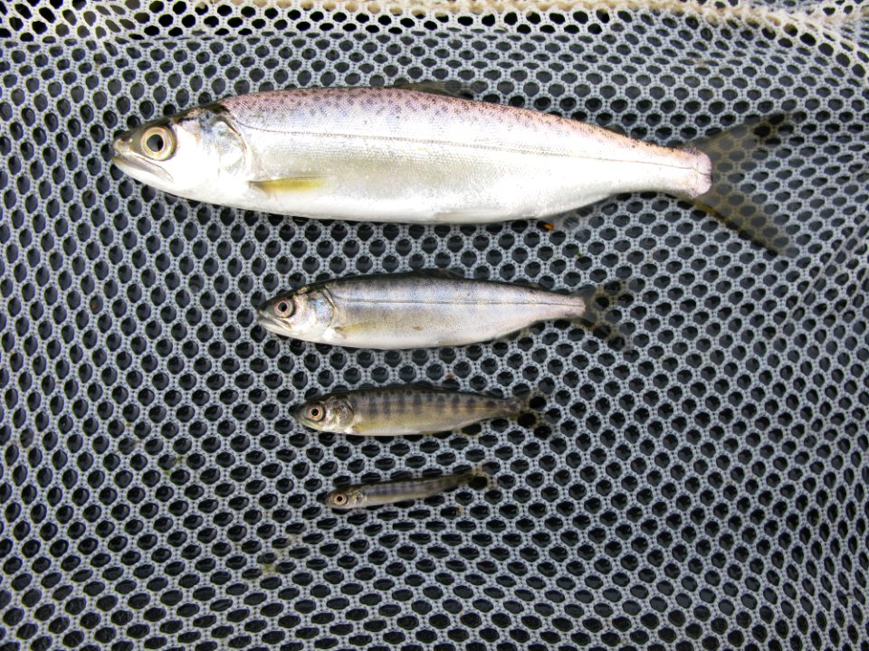 Chinook - Fry, Parr, Smolt & Yearling