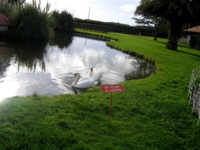 Cisnes en Villa Baviera photo