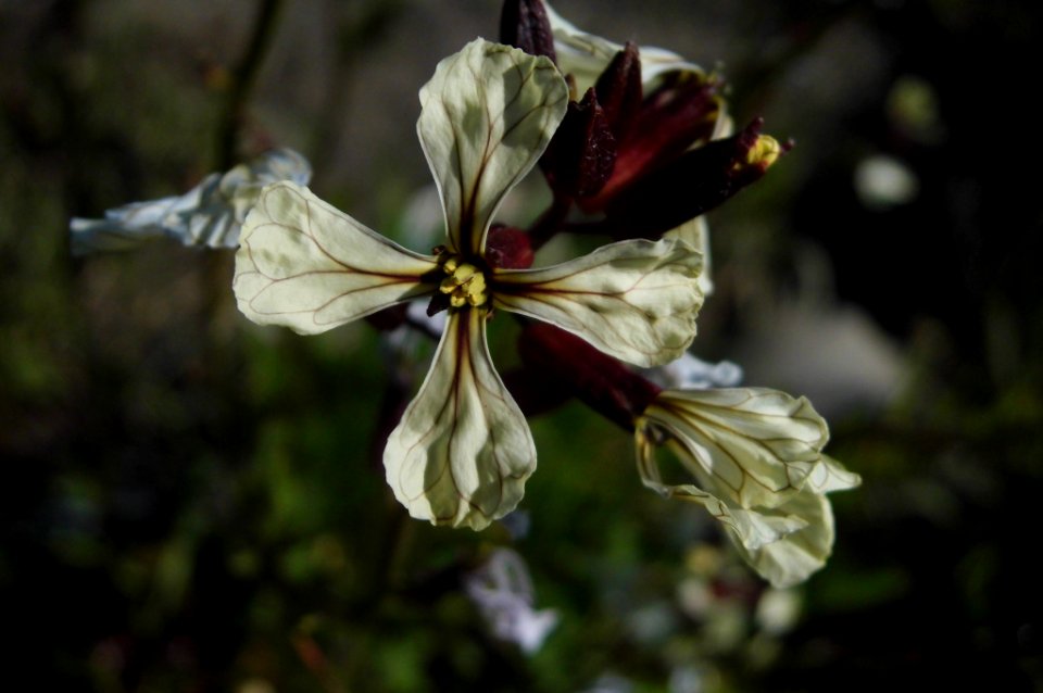 Eruca sativa, rocket, ρόκα