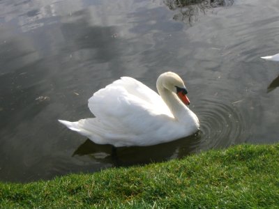 Cisnes en Villa Baviera photo