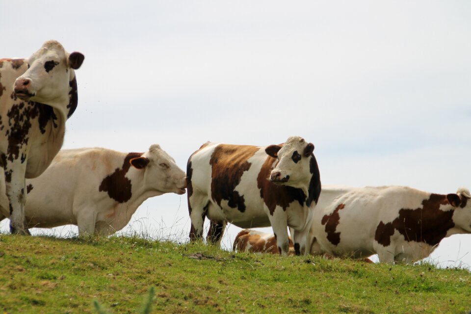 Cows normandy france