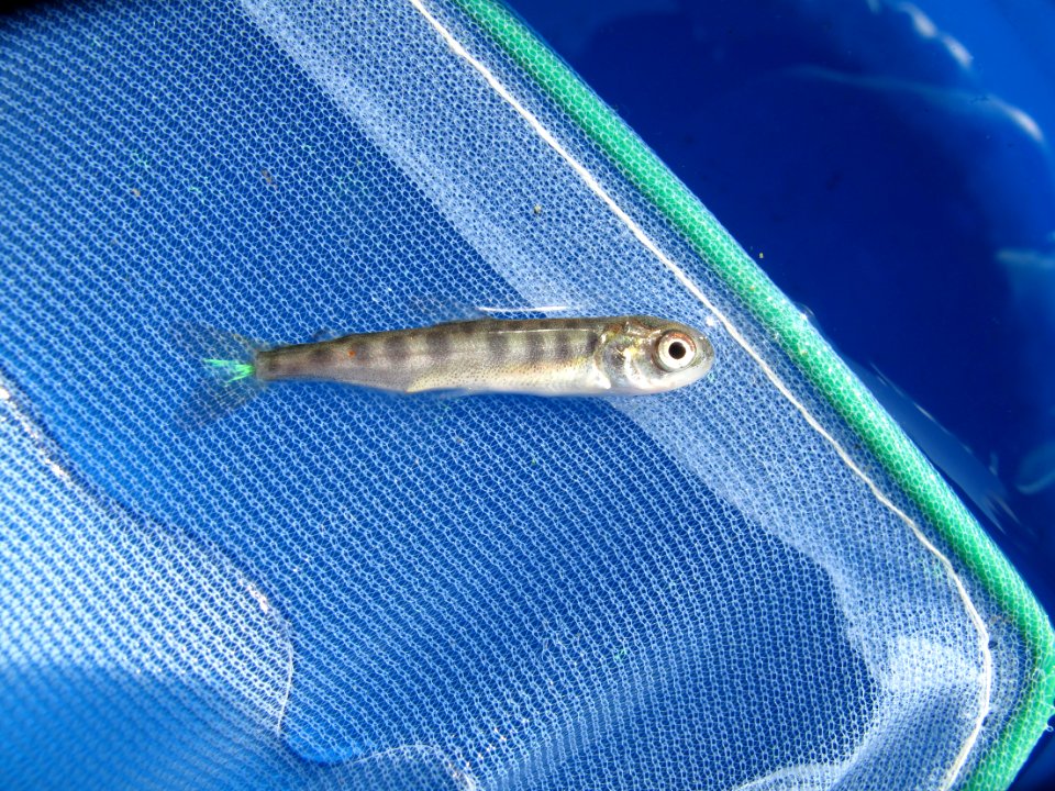 Marked Salmon