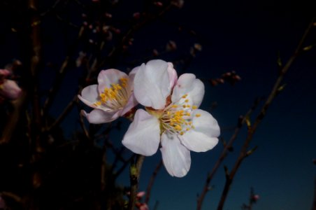 almond tree