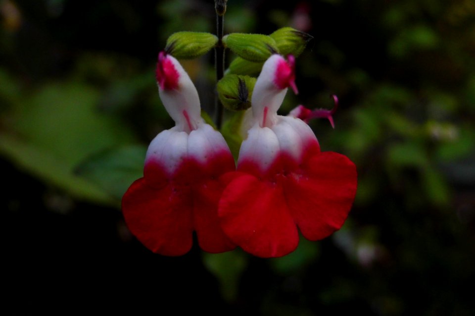 Salvia microphylla "Hot Lips"