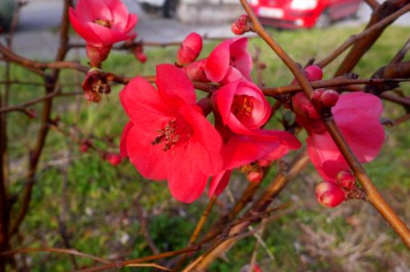 Chaenomeles superba, Τσιντόνια, Ανθοκυδωνιά