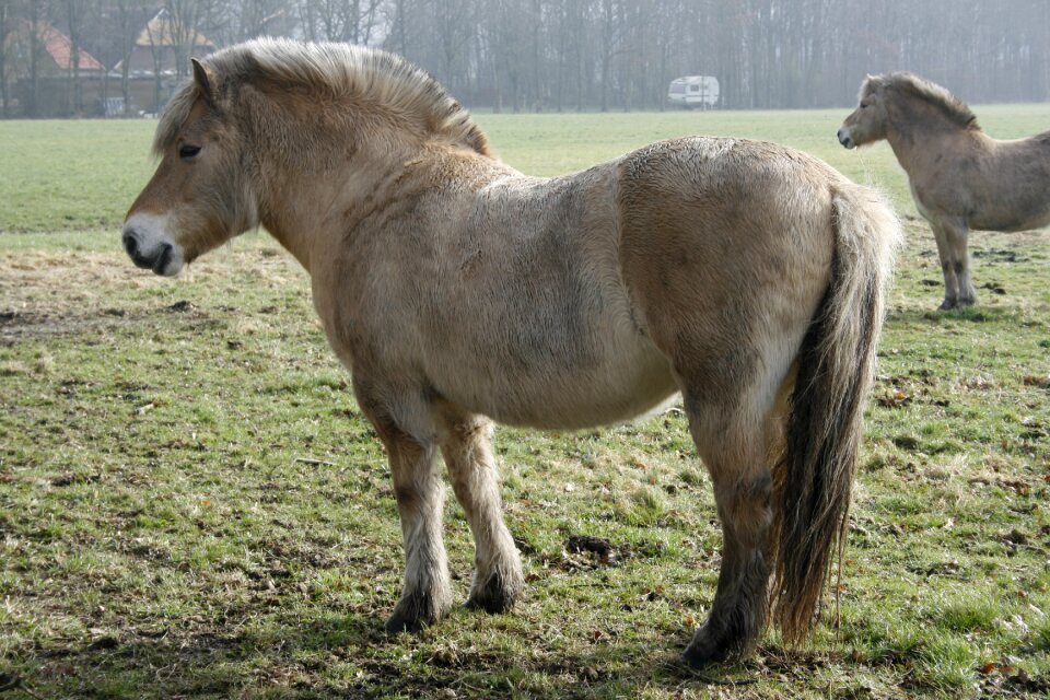 Horse fjord horse horses